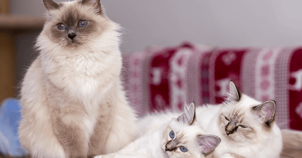 Birman cat sitting with two kittens laying beside
