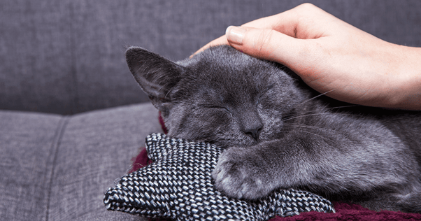 Dark grey cat sleeping on star shaped pillow getting pet on the head