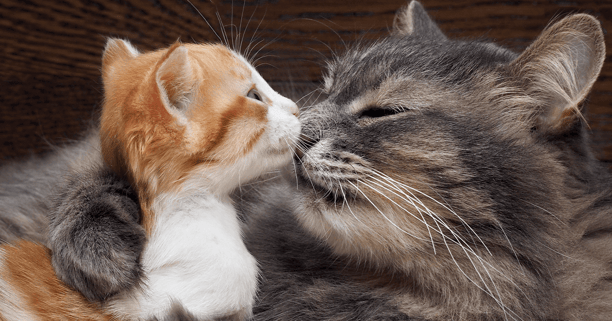 Young kitten and large older cat touching noses together