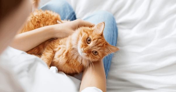 Orange cat looking up while sitting on owner's lap in bed