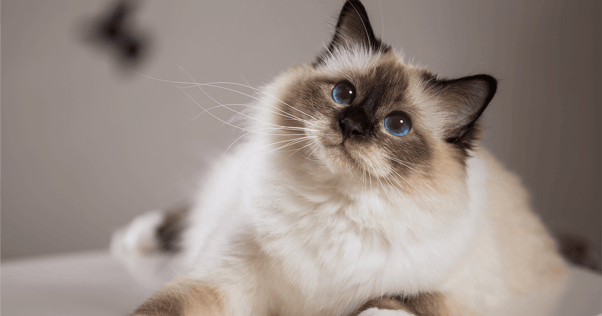 Birman cat laying, looking up with bright blue eyes