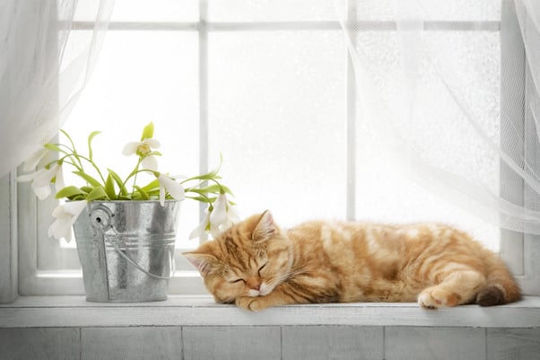 Small ginger cat sleeping on a sunny windowsill.