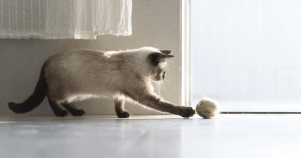 Siamese kitten pawing at ball of yarn indoors