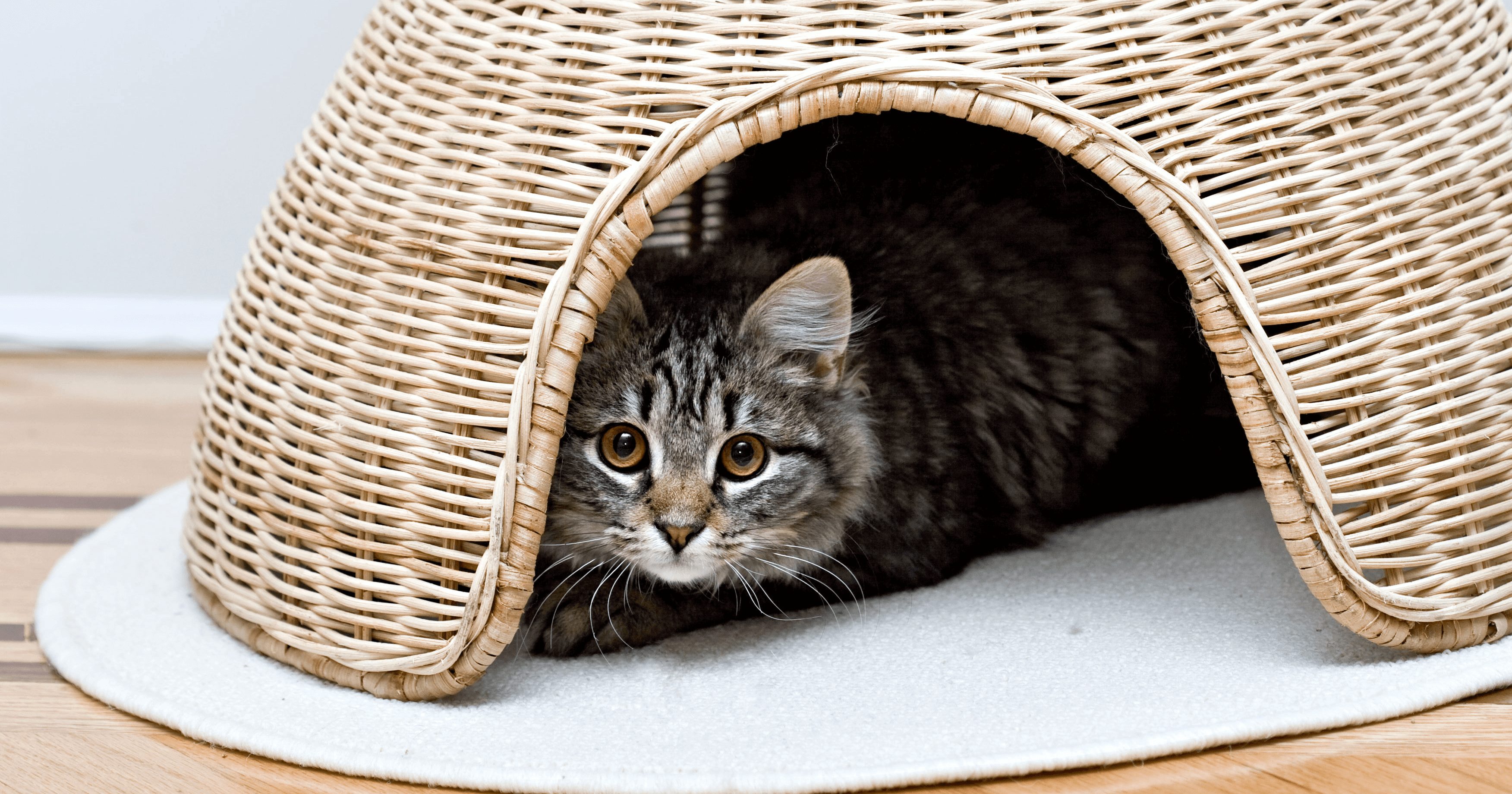 Young tabby cat hiding in pet whicker pet house playing