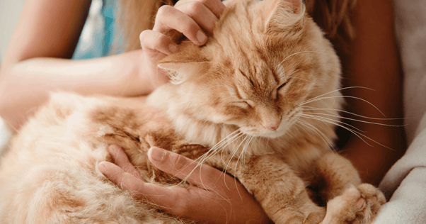 Orange cat sitting on lap being pet