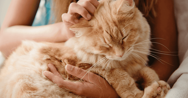 Orange cat laying in girl's arms being pet