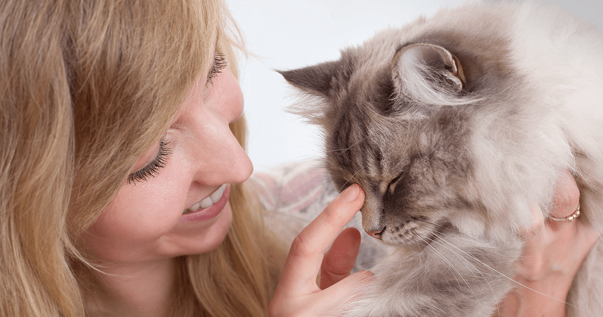 Young woman gently touching ragdoll cat's nose