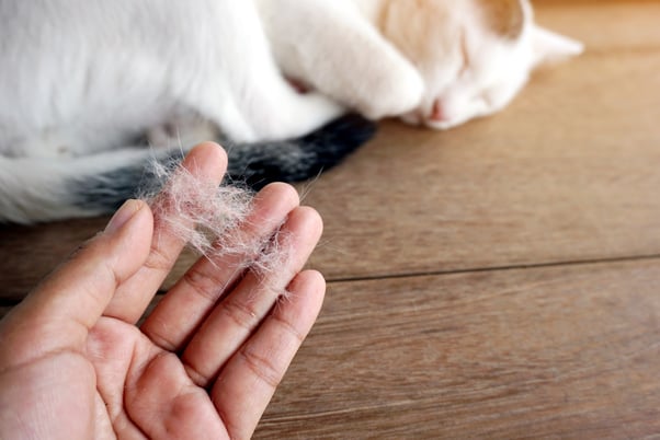 Cat sleeping while a human collects fur in their hand. 