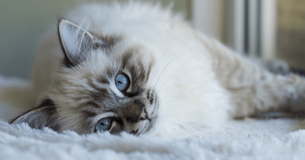 23 Fun Facts About Ragdoll Cats