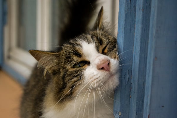 Cat rubbing against a blue doorway. 