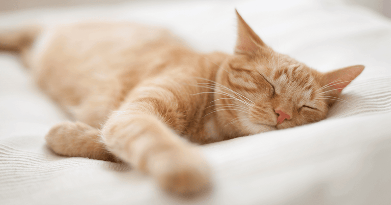 Wanneer slapen katten?