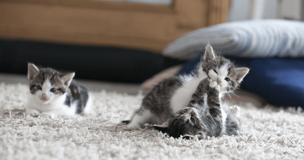 Three kittens playing on carpet