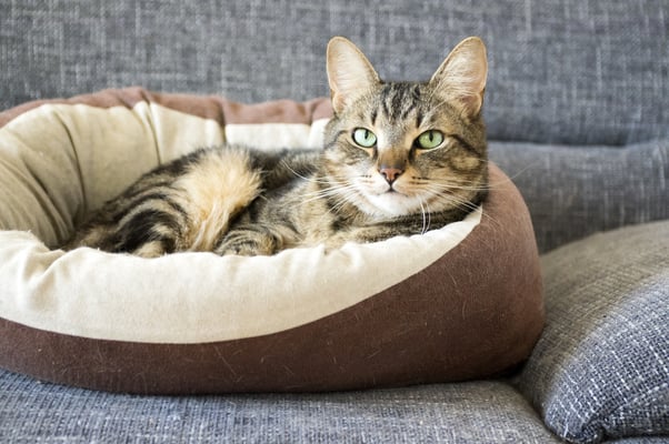 Cat in a comfortable cat bed.