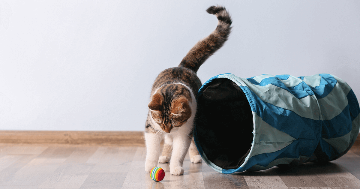 Оптимальная физическая активность кошек