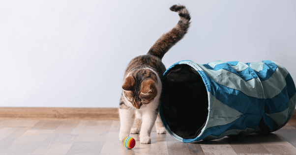 Cat chasing a ball through a tube.