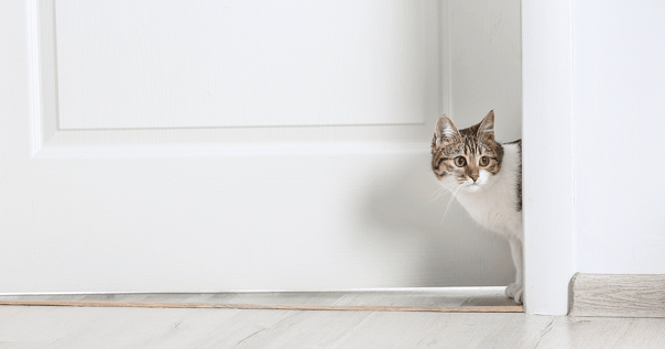 Grey and white cat walking through a door.