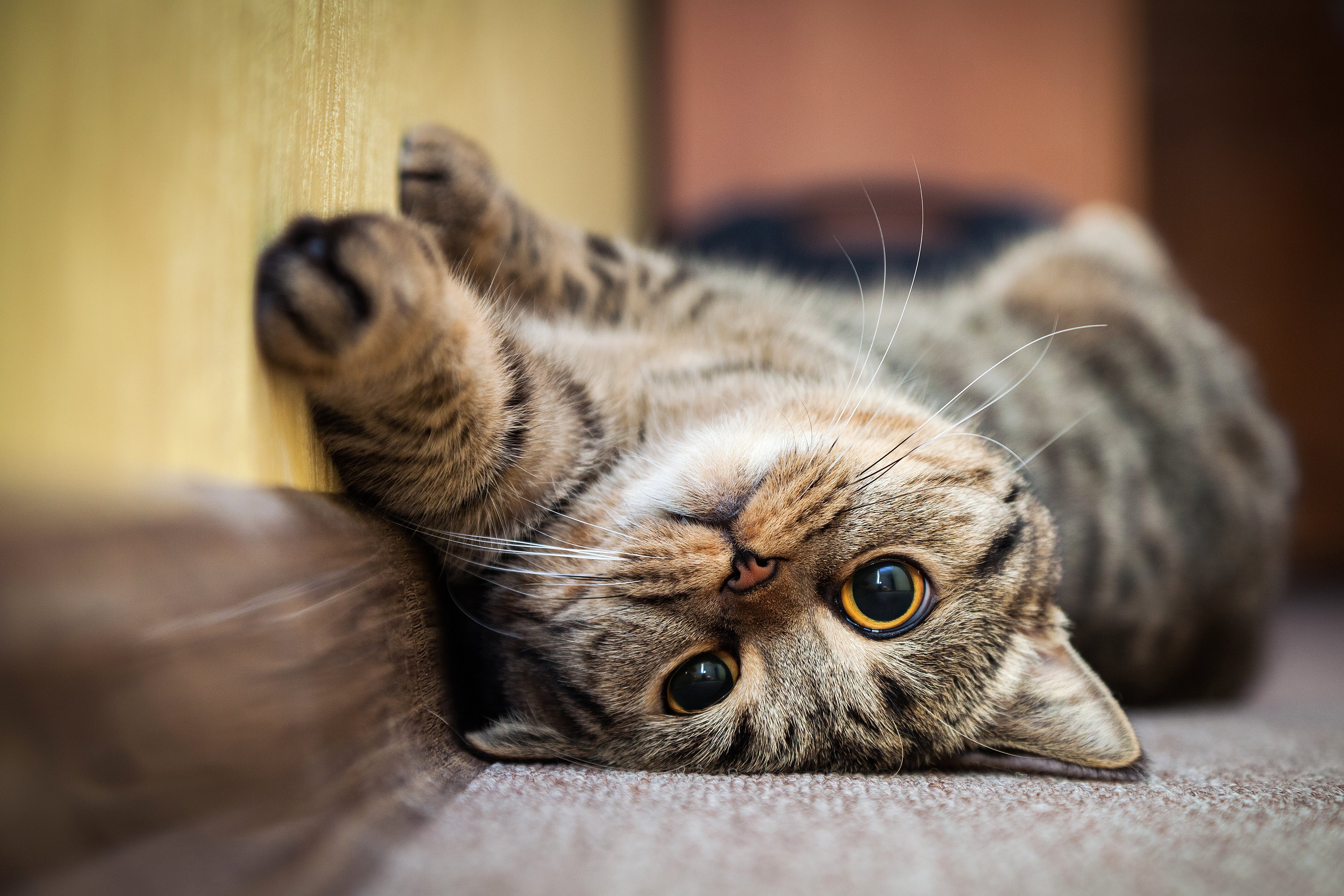 shutterstock_572338033