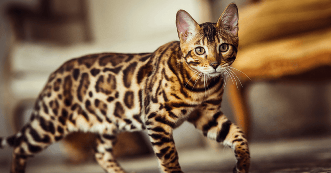 Bengal cat walking through a home.