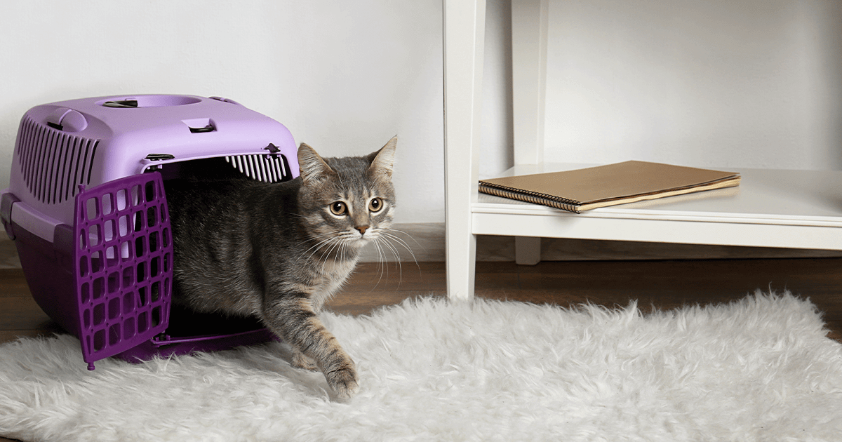 Small cat stepping out of purple cat carrier onto soft carpet