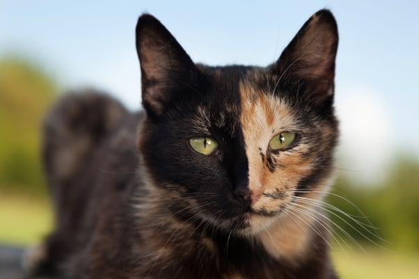 Tortoiseshell cat face half black and half ginger.