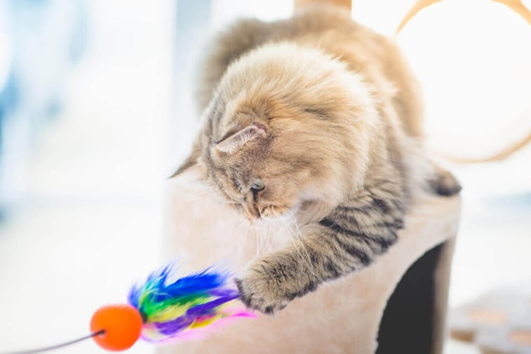 Katze beschäftigen