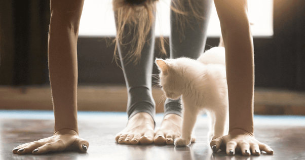 Woman in downward dog yoga position with white cat standing underneath