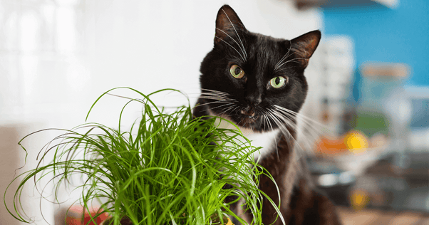 Black and white cat peaking from behind cat grass indoors