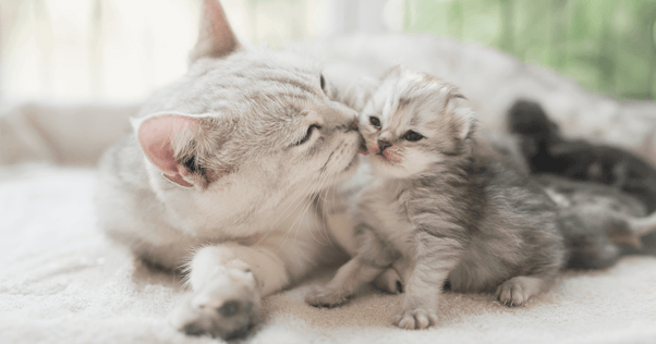 Cat licking small kitten