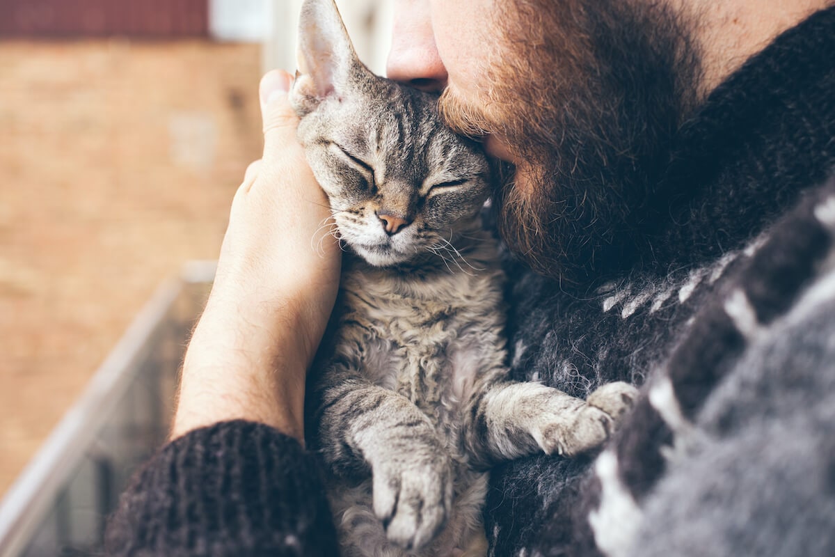 Freundliche Katze kuschelt mit Mann