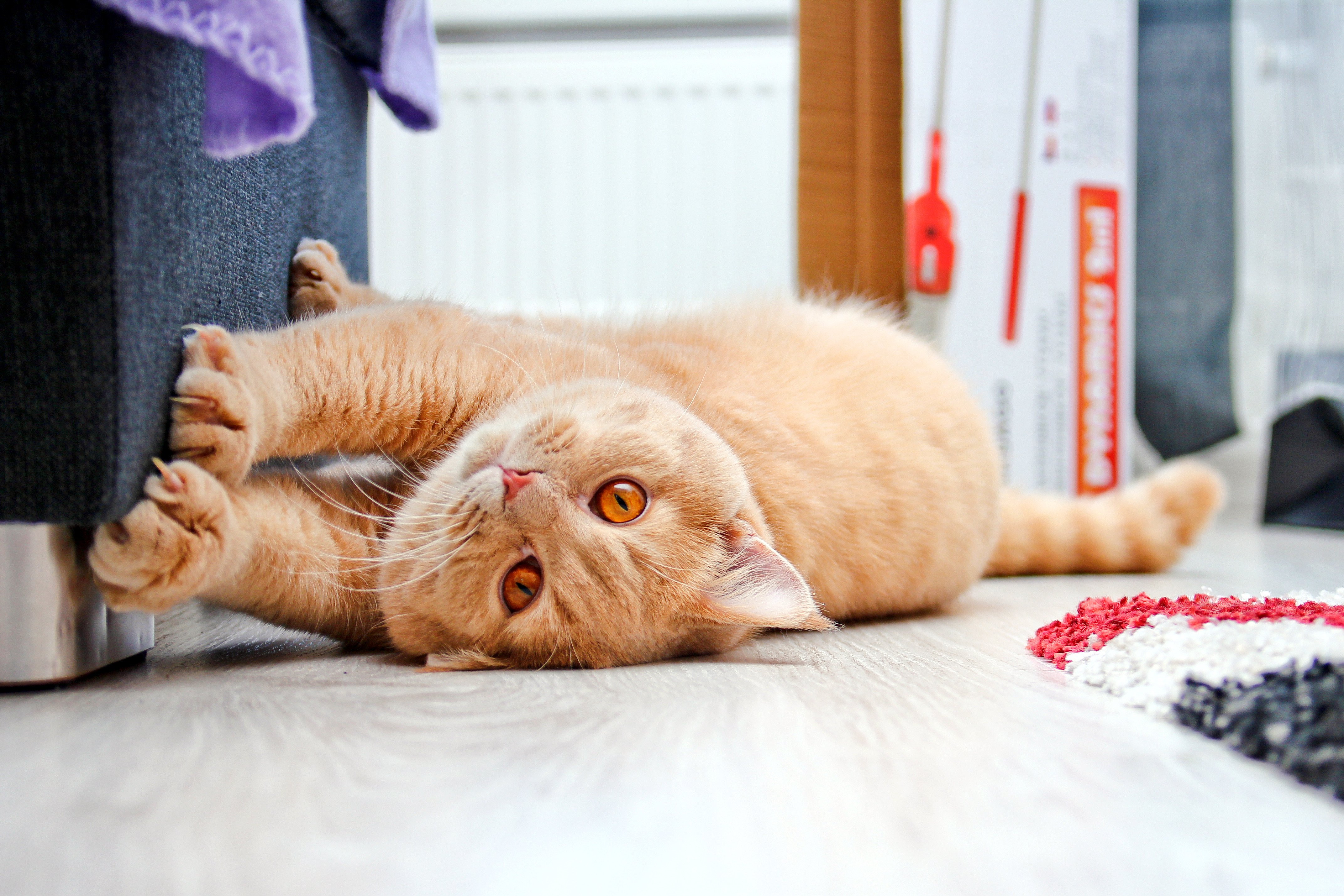 shutterstock_706961317