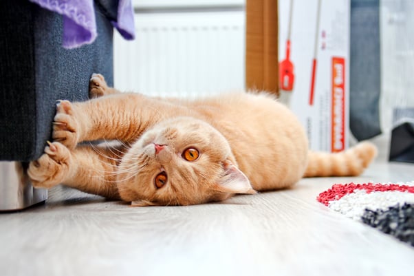  Ginger cat scratching against a sofa.