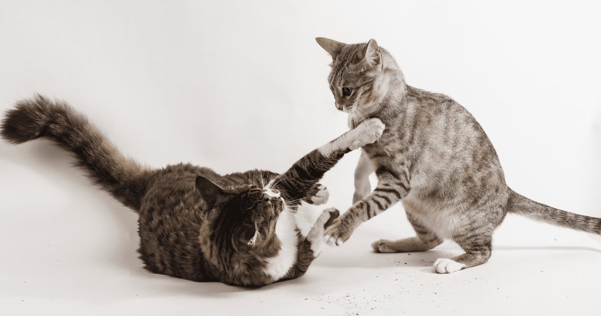 Katzen spielen oder kämpfen