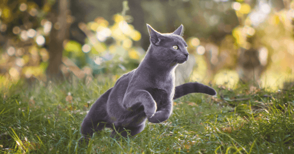 Silver cat running through grass outdoors