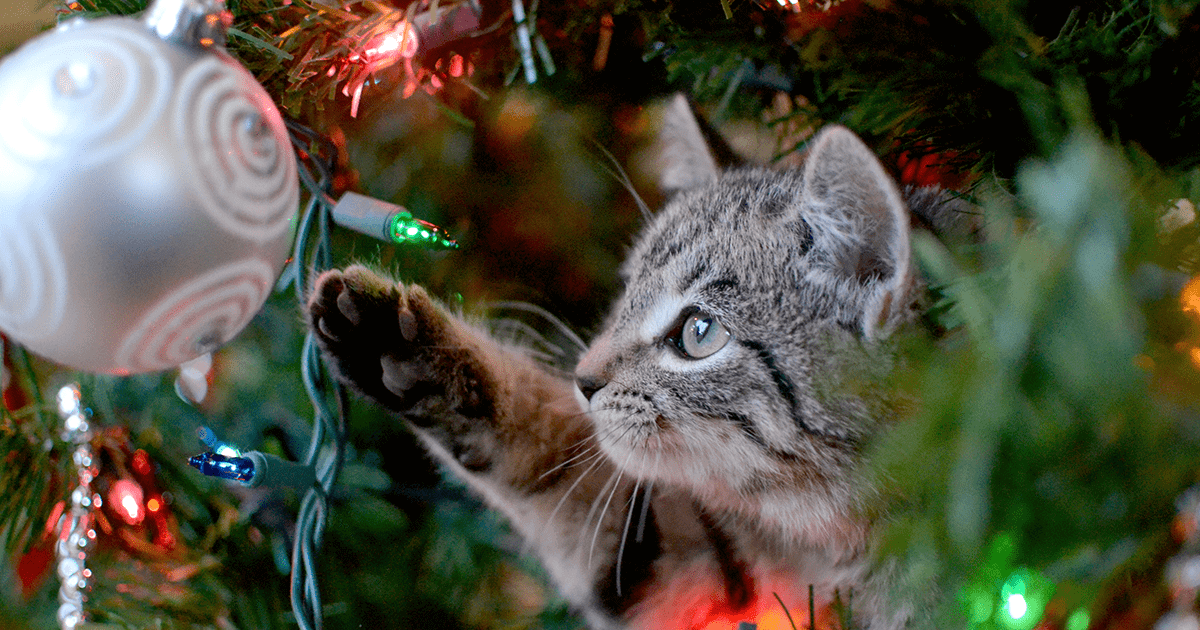 Young tabby cat in between Christmas tree branches reaching toward an ornament