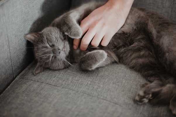 Chartreux cat being petted by a human. 