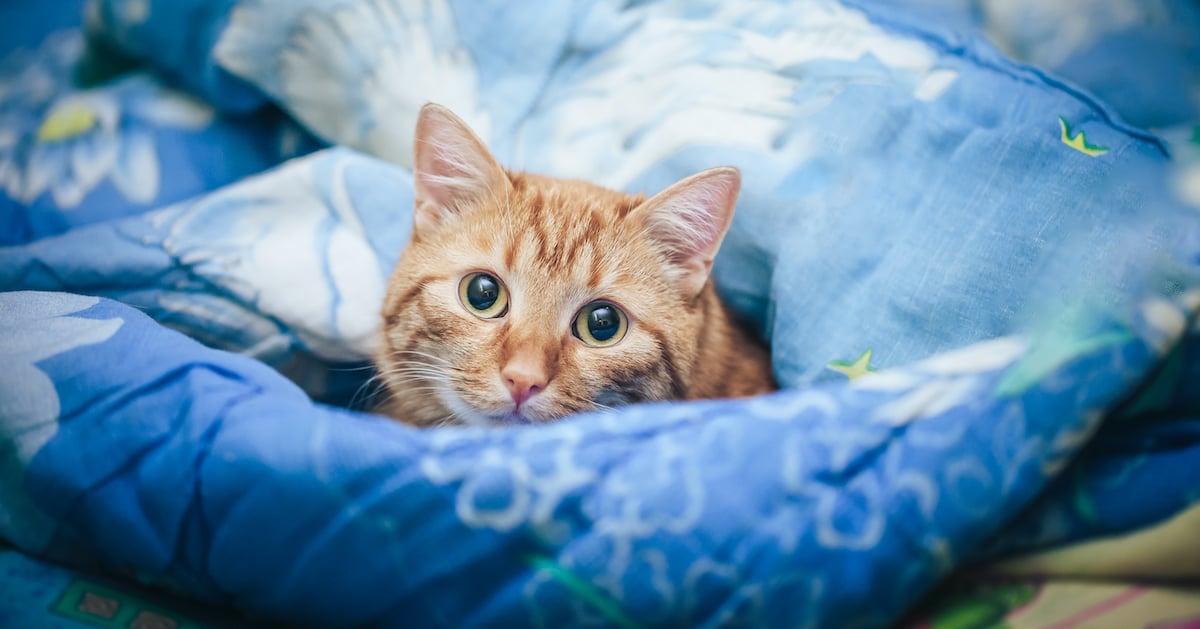 Feliway_Cómo presentarle a mi gato a mi nuevo compañero de piso