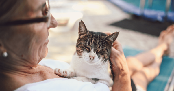 socializzazione-del-gatto