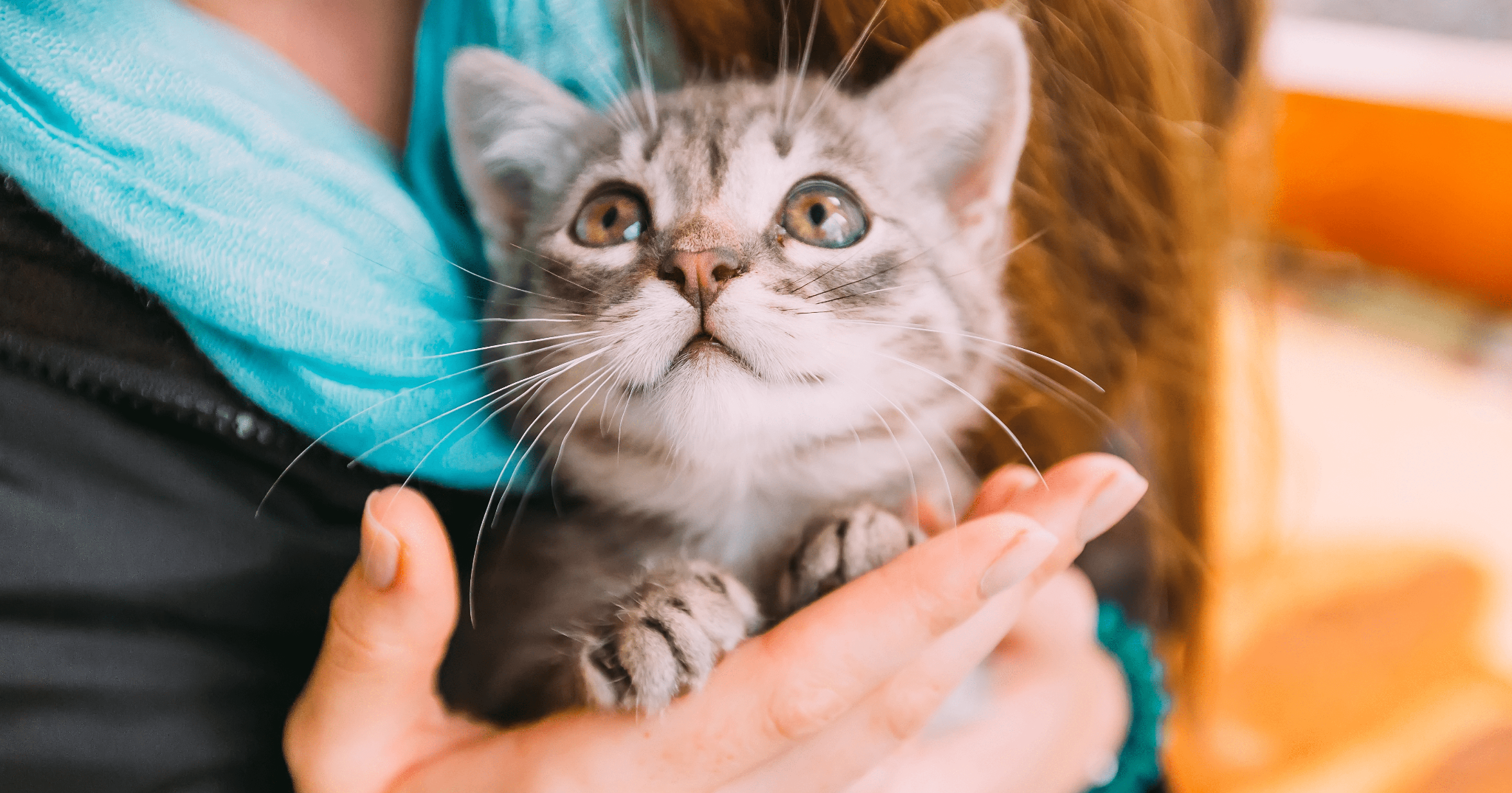 storie di gatti che salvano la vita