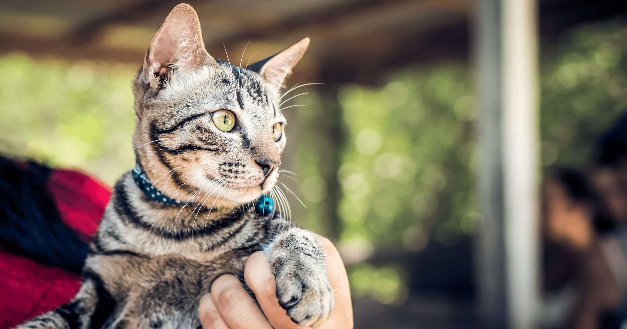 storie sul rapporto uomo gatto