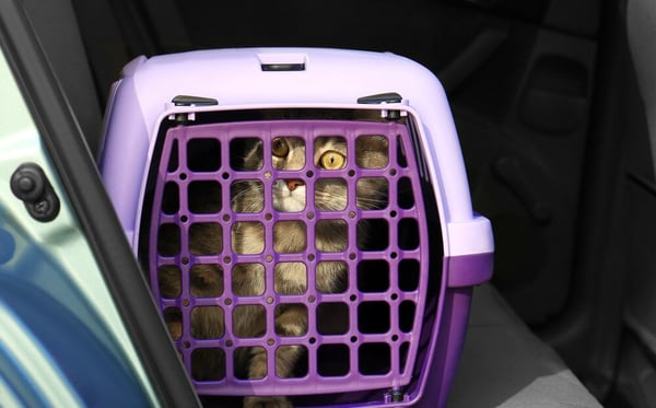 cat in a carrier ready to travel in a car