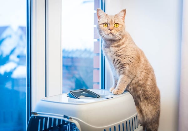 como habituar o gato à transportadora