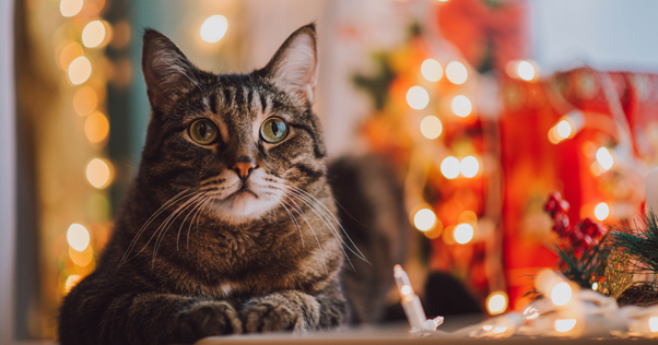 FELIWAY Navidad y gatos