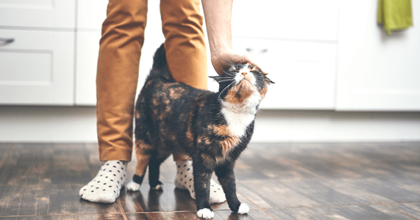 FELIWAY 9 señales de que es tu gato el que manda en casa