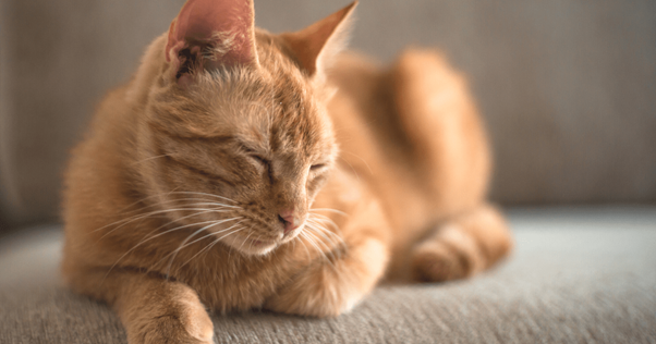 FELIWAY Por qué mi gato encoge sus patas cuando duerme