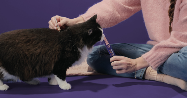 Zwarte kat likt met haar tong aan een zalmstik terwijl die een vaccinatie krijgt
