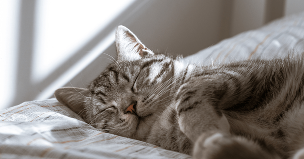 El punto de vista de un gatito: ¿con qué sueñan los gatos?