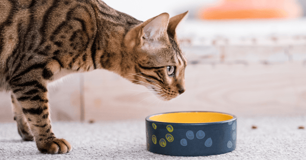 Cat sniffing food bowl