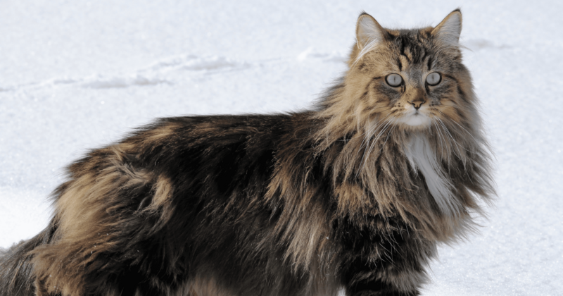 Katze im Schnee