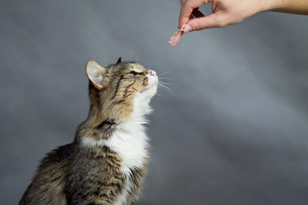 les chats sont parfois un peu difficiles culinairement parlant