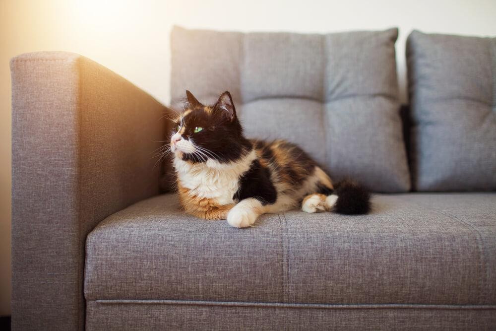 Gato no sofá